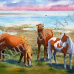 Assateague Horses