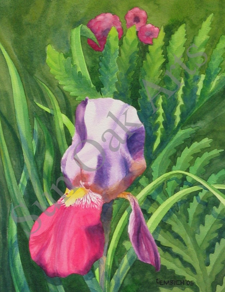 Iris in Bloom