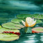 Waterlily