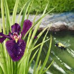 Bee Delight